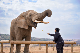 Adventurous couple interacting with elephants during their JHB engagement session