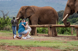 real proposal captured with real elephants