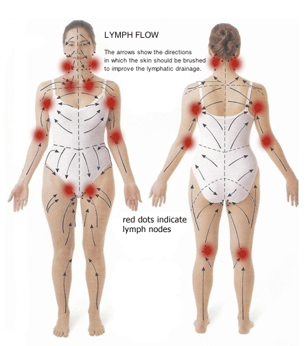 Lymph Flow Chart