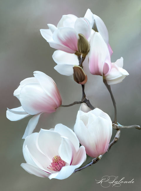 Northern Magnolias at Bok Tower and Garden