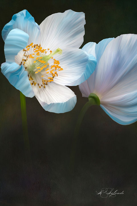 Two Blue Himalayan Poppies