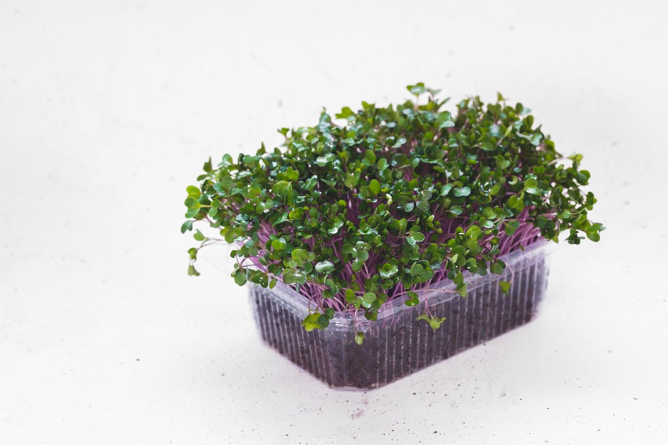 How To Grow Kohlrabi Microgreens