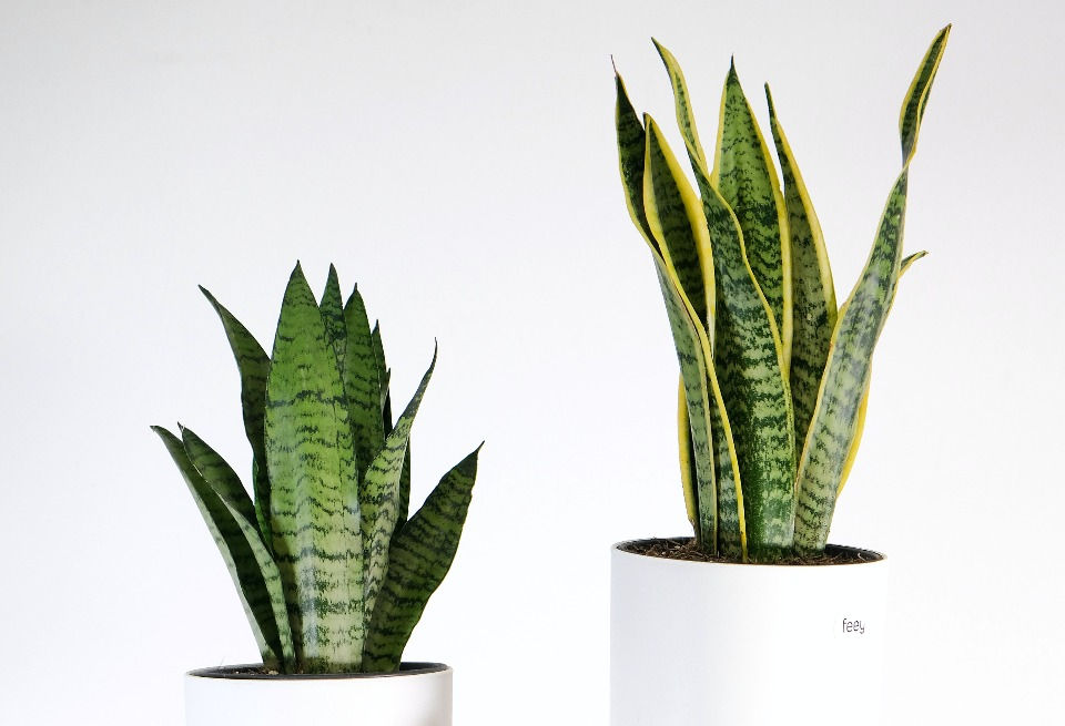 indoor plants low light