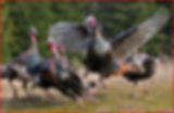 turkey 3 (2).jpg