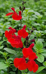 Salvia Royal Bumble - Jaldety 20231224_105203 (003).jpg