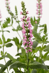 Salvia_nemorosa_Pink_-_Jaldety_©.jpg