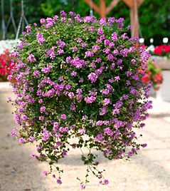 Stachys Lilac Falls - Jaldety.jpg