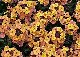 Erysimum Artist Gogh's Gold -Jaldety.jpg