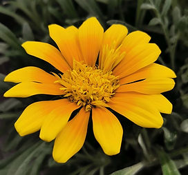 Gazania Sunme Yellow IMG_20230615_150418 (002).jpg