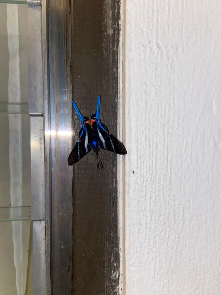 IMG_9189.jpeg
