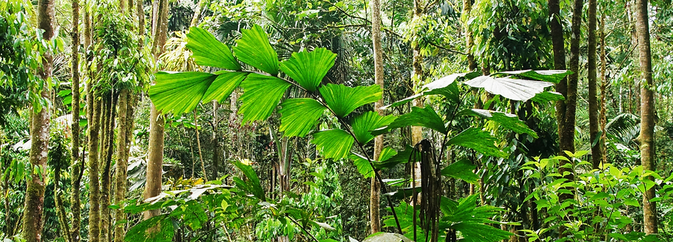 Untitled design(13).png