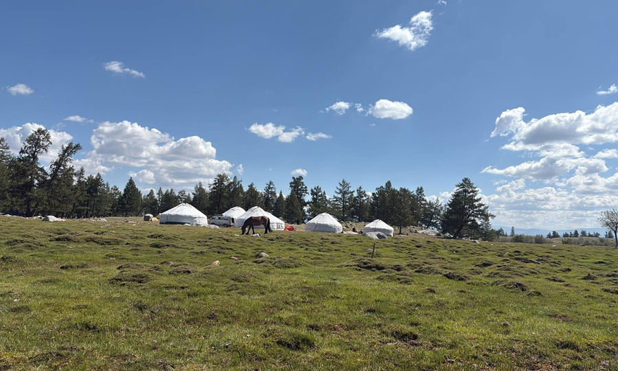 Gers in a green meadow by a larch forest in western Mongolia