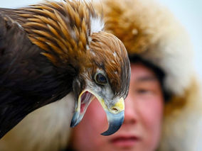 Hunting with Eagles: The Ultimate Guide to a Kazakh Eagle Falconry Expedition in Mongolia
