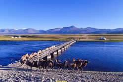 camels-crossing-bridge-khovd-river-olgii.jpg