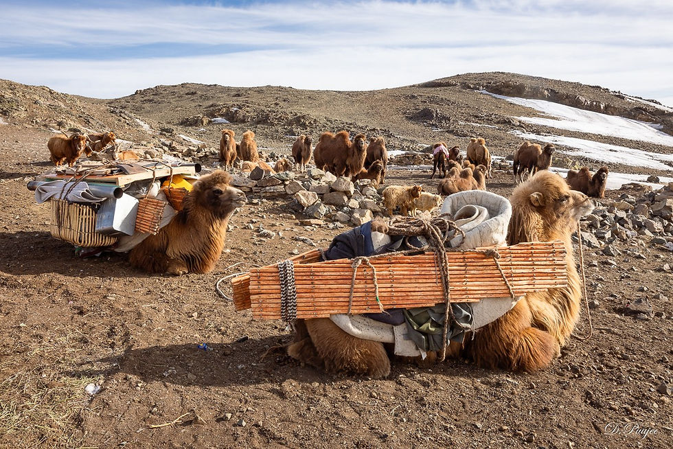 Mongolia Travel Experiences: