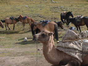 The Ultimate Guide to Bayan-Olgii Province: Mongolia’s Wild West