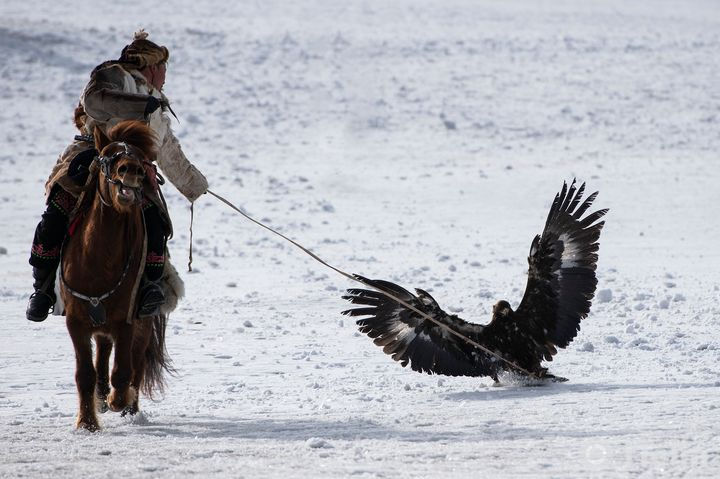 The Kazakh Eagle Hunting Training Process in Mongolia