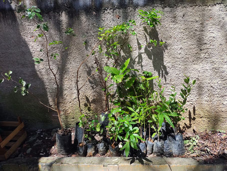 DIA DAS CRIANÇAS SUSTENTÁVEL