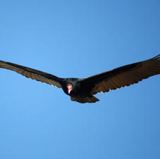 Turkey Vulture