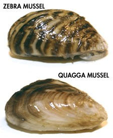 quagga and zebra mussell.jpeg