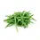 Thumbnail: Stringless Beans (250g)