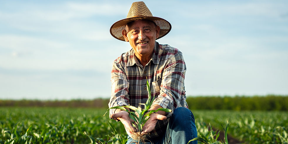 Portrait of senior farmer in corn field looking at camera holding crop in hands at sunset.