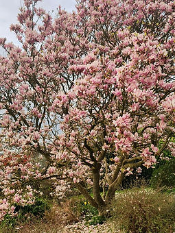 Hacombe Magnolia_edited.jpg