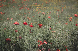 Poppy Field