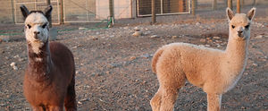 Adorable Alpacas