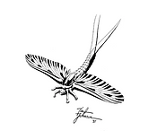 Blue Wing Olive Spinner Mayfly - artwork by Tim Johnson