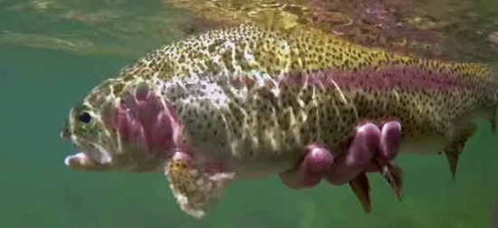 Rainbow-Trout-Underwater
