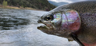 Rainbow Trout Cheek