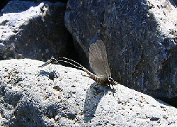 MIDGE & BWO Flies