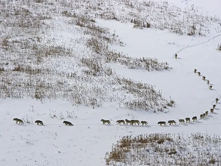 Tácticas de lobo: tácticas humanas