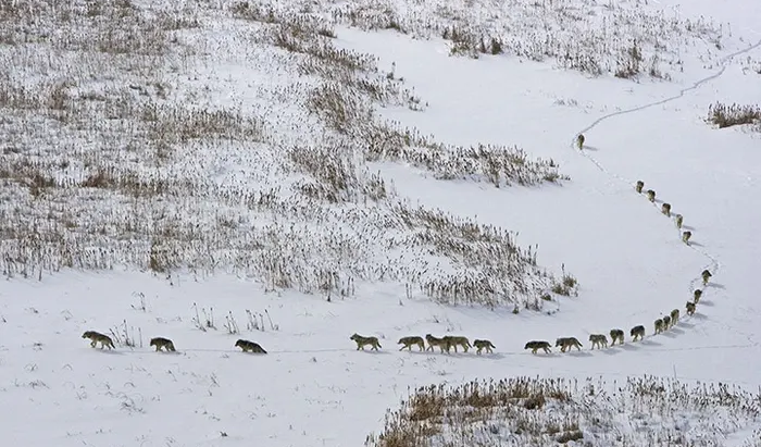 Tácticas de lobo: tácticas humanas