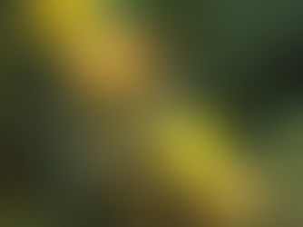 Les fruits de la terre et le pain et le vin du Royaume.