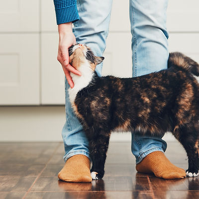 Domestic life with pet. Cat welcome his owner (young man) at home. .jpg