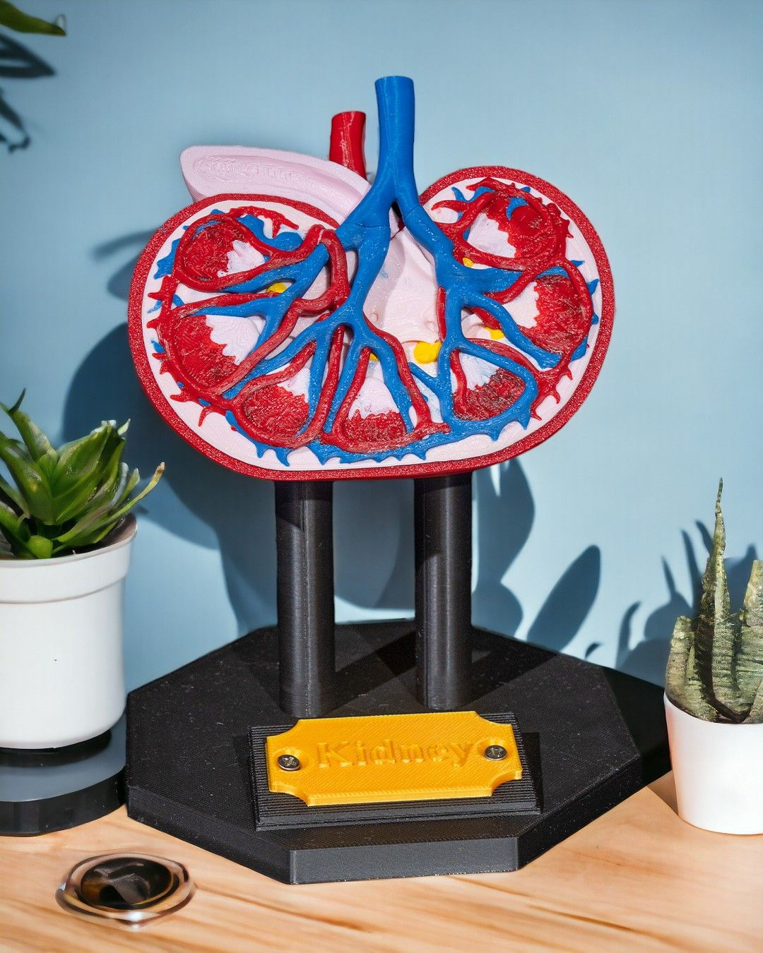 Human Kidney Anatomical Model