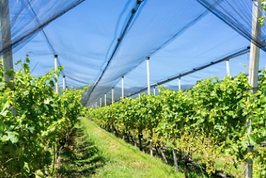 Screen Shot 2020-05-30 at 9.10.56 AM.png