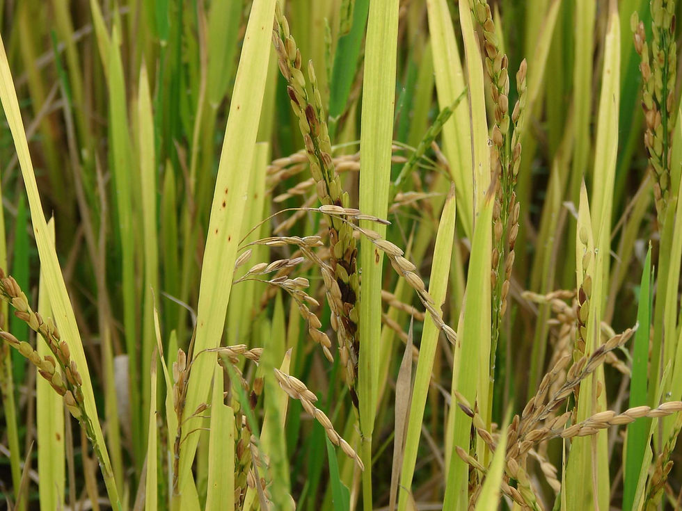 Über den ach so großen Wert und die Sinnhaftigkeit von Gemeinschaft