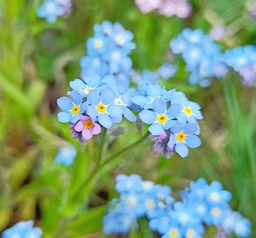 Freimaurerei in Zeiten der Pandemie