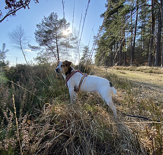 Danksky aus der Grace´n Kelly Zucht