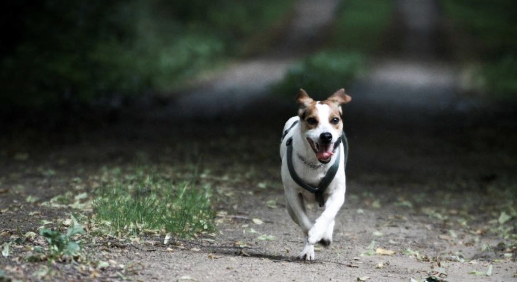Start Ledansky Danish Swedish Farmdog Hundezucht Dansky Kennel