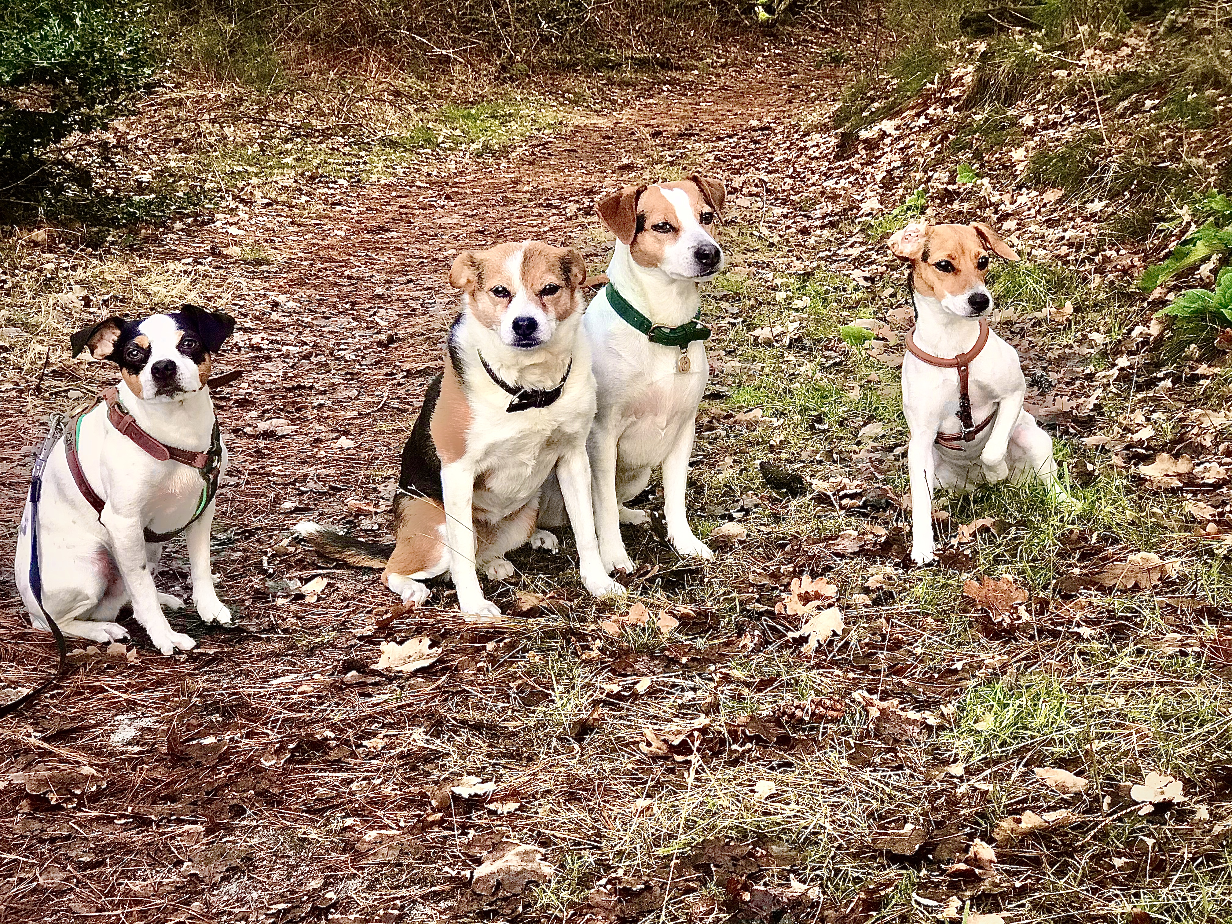 Start Ledansky Danish Swedish Farmdog Hundezucht Dansky Kennel