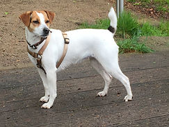 Ørestaden åh Susan Himmelblå