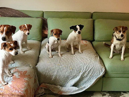HUNDEBESUCH