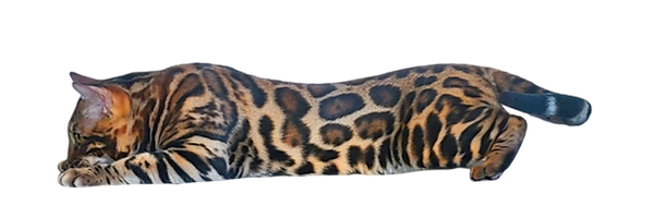BlackJack Transparency.png