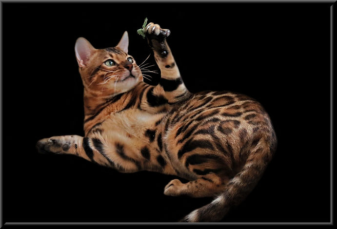 The Shark Black framed.jpg