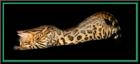 CRUSHER TEAL SINGLE FRAME DOUBLE FRAME.j