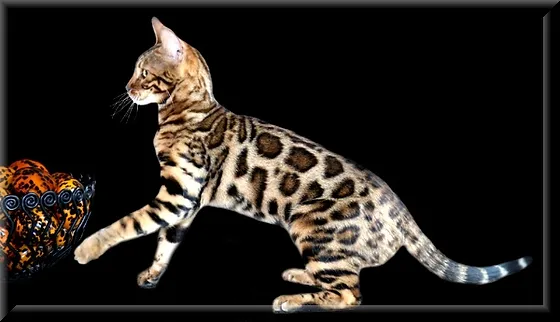 Bengal Girls Absolutely Bengals United States